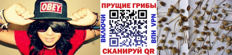 Галлюциногенные грибы GOLDEN TEACHER  купить наркоту  Большой Камень 